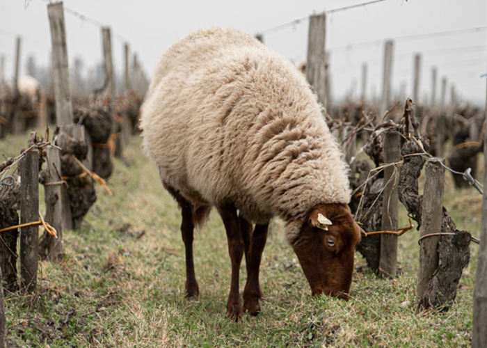 /medias/Gruaud-Vin-paragraphe2.jpg?context=bWFzdGVyfGltYWdlc3wxNDkxNzh8aW1hZ2UvanBlZ3xhRFF3TDJnd01pOHhNVGMwTmpReE1qTTVOalUzTkM5SGNuVmhkV1JmVm1sdVgzQmhjbUZuY21Gd2FHVXlMbXB3Wnd8YTAyYzEyZDQ4N2ZlMGVlOWYxNGQzZTU2YWNjZDg3N2I0YzAxNWMxYzYzMDZhM2RlNjcxMWI1YjQzNjNhNjhhZg