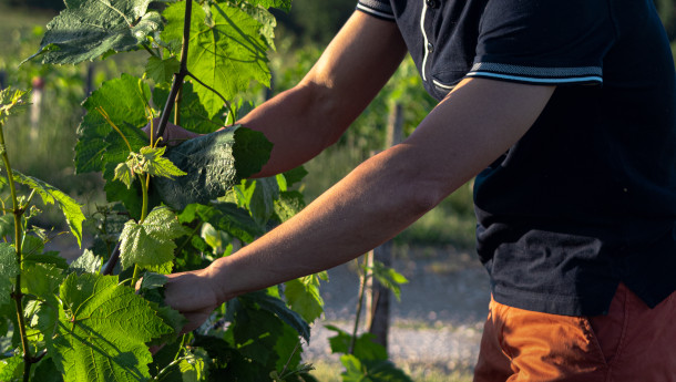 /medias/Millet-vignes-travail.jpg?context=bWFzdGVyfHJvb3R8ODI5MjZ8aW1hZ2UvanBlZ3xhR1V5TDJnek15ODVNREkwT0RZd09ERTFNemt3TDAxcGJHeGxkQ0F0SUhacFoyNWxjeUIwY21GMllXbHNMbXB3Wnd8Y2Y0YTVhNDNlZWFkYmJmNTMxYTdiMmViMWI2YzE4ODE1NmMzNWU3ZWUyNGZhYmVlMzcwODkyNGQwMDNmMDgwNw