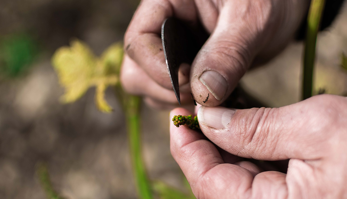 /medias/viticulture-Charriat.jpg?context=bWFzdGVyfHJvb3R8MjEwNzk2fGltYWdlL2pwZWd8YURNMkwyZ3lNeTg1TURVMk5EWTBPVEk0TnprNEwzWnBkR2xqZFd4MGRYSmxMVU5vWVhKeWFXRjBMbXB3Wnd8NzZhMTQ5ZTJlNDBkYWUzYTNiMTMxOWRmY2RlZGE0NDFiMWI5NDk1MmVlZmI4NmZhZTM1OGJkMmQ2NjAyMTg0Nw